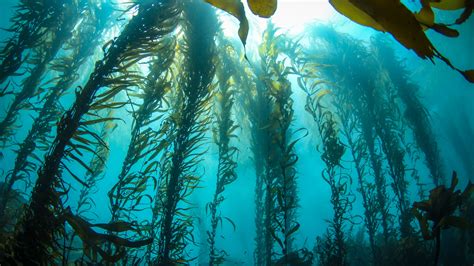 Pacific kelp forests are dying off at alarming rates, but experts say there's room for optimism